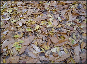 Suelo de hojas otoñales
